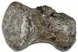 Sauropod (Barosaurus?) Distal Caudal Vertebra - Wyoming #377913-3